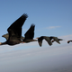 Illustration for article titled Why Birds Take Turns At The Front When Flying In V-Formation
